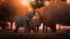 Elephants in Zimbabwee