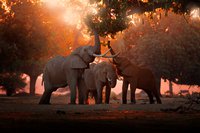 Elephants in Zimbabwee