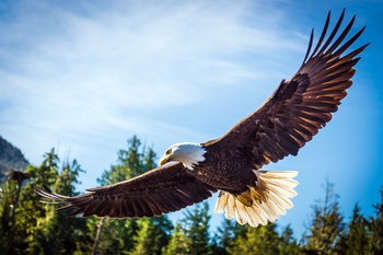 Legal eagles ready to soar