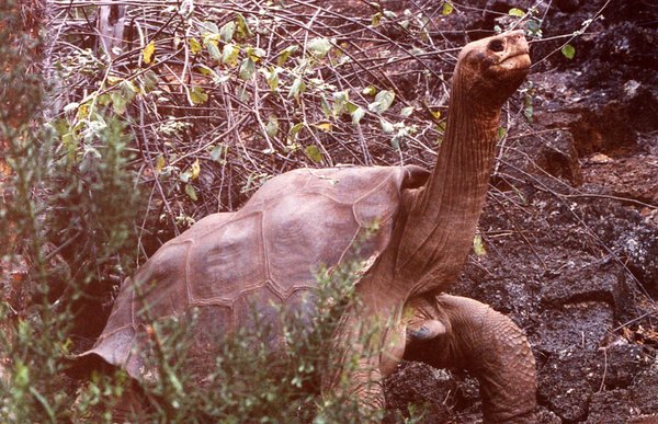 Lonesome George – content in his solitude.