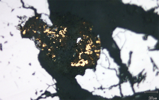 Detail of a cluster of individually very small gold grains within a vein of clay alteration (which is black in reflected light), filling fractures in massive vein quartz.