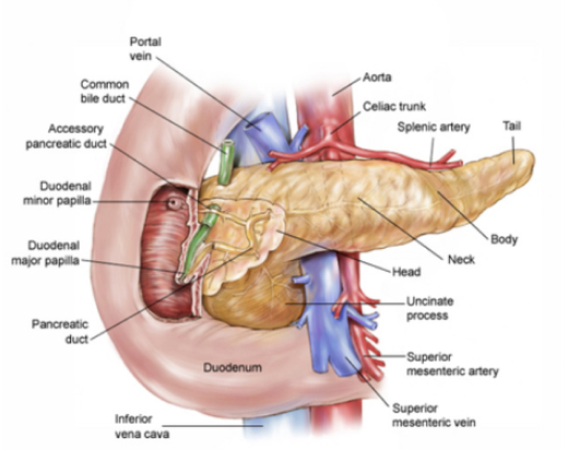 American Society of Clinical Oncology