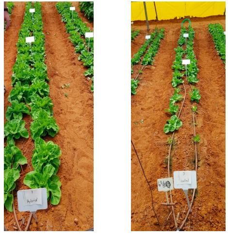 Romaine lettuce grown in a greenhouse using RZTO technology, compared to control plants