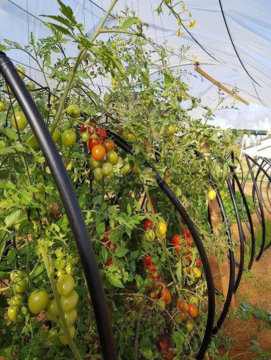 Roots RTZO tomatoes