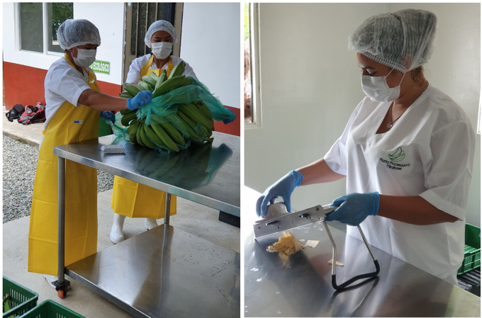 Plantains from local farms are cleaned before entering the facility where they are made into chips