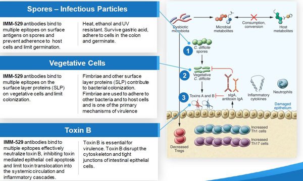 Mechanism of spores