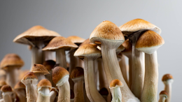 CPH to be the First ASX Stock to Acquire 100% of a Psychedelics Company