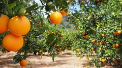 orange crops.jpeg